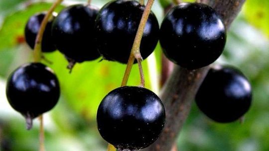 Dopłacą do tanich owoców. ARiMR przyjmuje wnioski