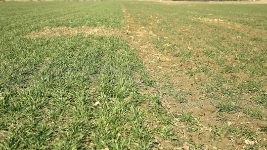 Dopłacą rolnikom mniej. Tylko kiedy?