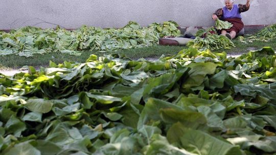 Dopłaty bezpośrednie 2012: ARiMR ma pieniądze dla plantatorów tytoniu