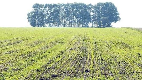 Dopłaty dla rolników: Wnioski można składać do połowy czerwca