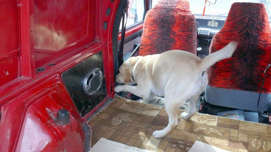 Dorohusk: Bora wytropiła przemycane papierosy