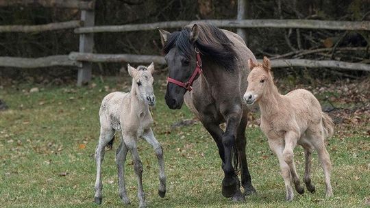 Dosiąść konia w wakacje. Szkółka w RPN