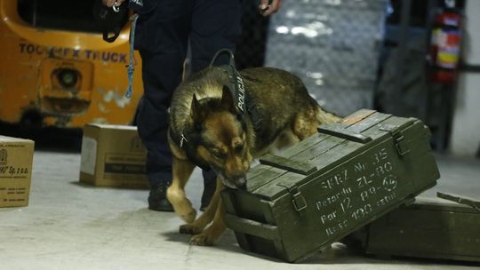 Doszkolili psich funkcjonariuszy