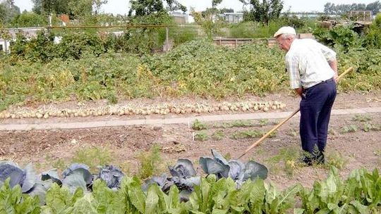 Dotacje dla działkowców. Można dostać nawet 15 tys. zł