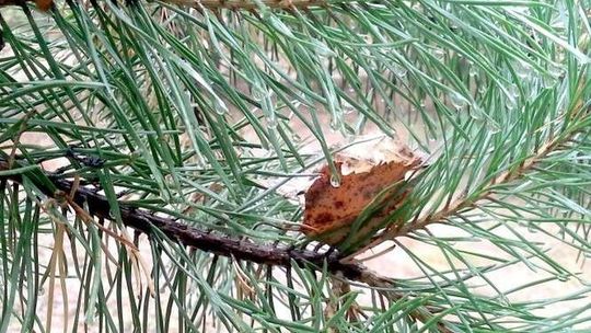 Dotacje dla rolników. Posadź las i weź pieniądze z ARiMR