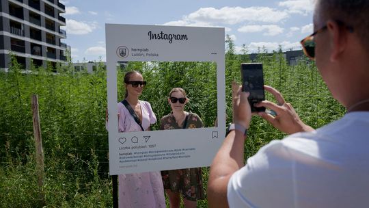 Dożynki konopne między blokami. Przyjdź z torebką i nazrywaj, ile chcesz