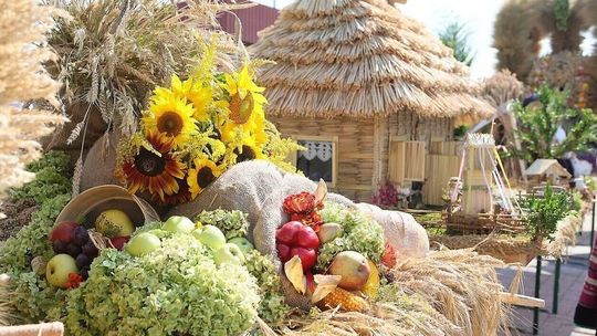 Dożynki odwołane z powodu ASF