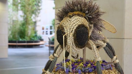 Dożynkowa pszczoła przyleciała do urzędu marszałkowskiego w Lublinie. I tu posiedzi [zdjęcia]