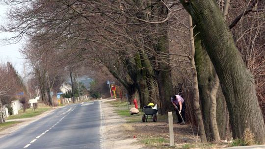 Dożynkowa: Wycinka ponad 300 drzew wstrzymana
