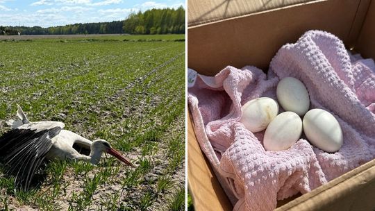 Bociane jaja uratowane dzięki mieszkańcom i energetykom