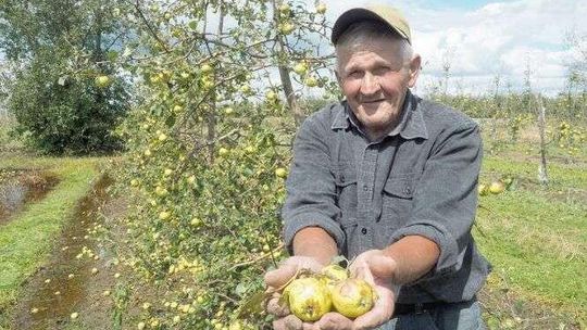 Dramat sadowników z woj. lubelskiego. "Żyję 72 lata i jeszcze czegoś takiego nie było"