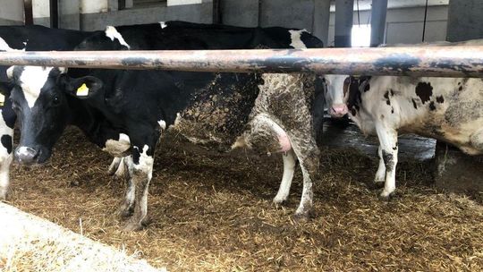 Dramat w stadninie koni w Janowie Podlaskim. Minister zapowiada, że winni poniosą konsekwencje