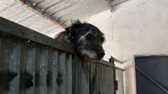 Dramatyczne warunki w budynku dla psów ze schroniska. Bez głosów nie będzie pieniędzy