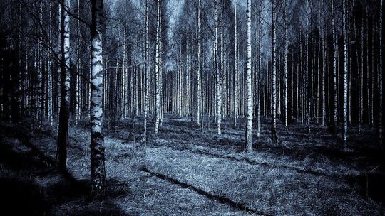 Dramatyczny telefon na policję. Groził, że się zabije w ciemnym lesie