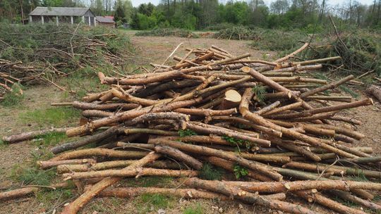 Drewna nie ma nawet w lesie, a minister radzi, by zbierać chrust