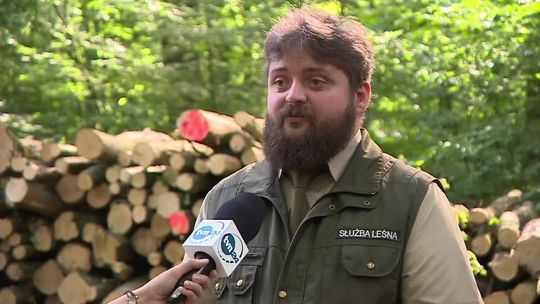 Drewna w lasach już nie ma. Zainteresowanie jest ogromne