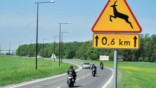 Droga łączy miasto z ekspresówką. Przez ponad rok aż 11 wypadków i kolizji ze zwierzętami