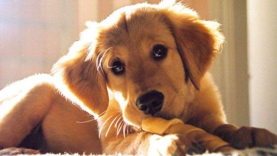 Drogie i bezpańskie psy w Łęcznej