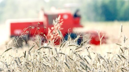 Drogie zboża przed żniwami. Ceny idą w górę