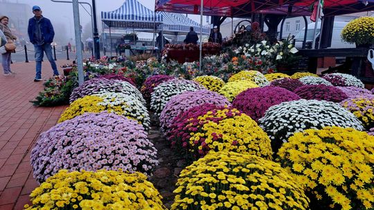 Drożej niż w markecie, ale wybór nieporównywalny. Sprawdzamy ceny chryzantem