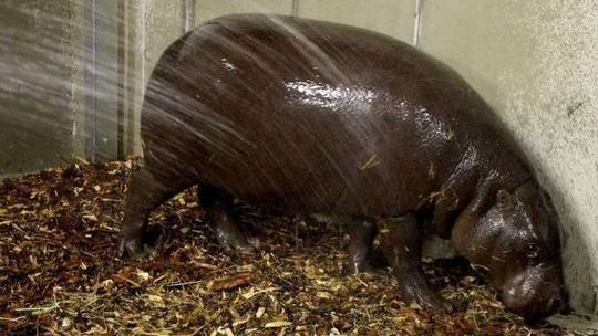 Droższe bilety do zoo w Zamościu