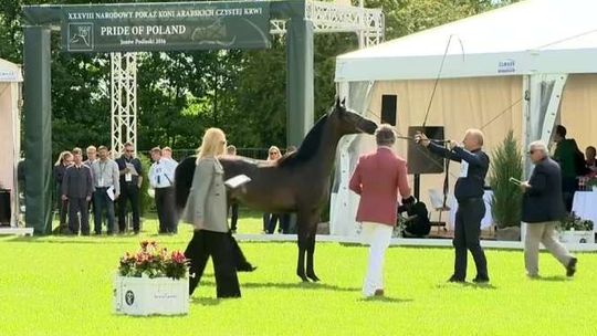 Drugi dzień święta koni arabskich w Janowie Podlaskim. Zaprezentuje się 89 klaczy