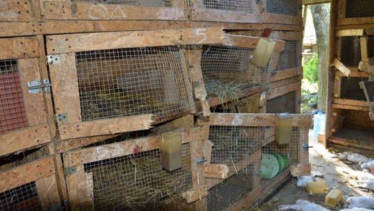 Drugi pogrom królików w Miłocinie. Kto lub co je zabiło?