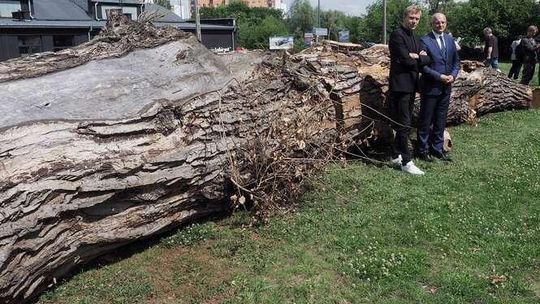 Drugie życie Boababu. Mirosław Bałka wykona z drewna rzeźbę