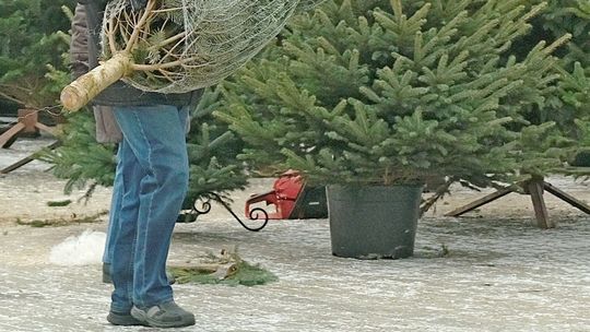 Drugie życie choinki. Co zrobić ze świątecznym drzewkiem?