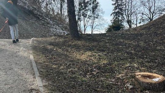 Drzewa do wycinki? Radni chcą się temu przyglądać