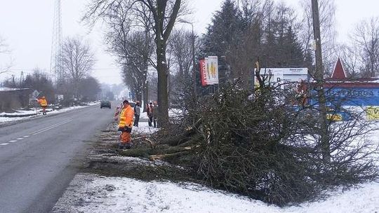 Drzewa już wycięte. DK nr 48 szykuje się do zmian