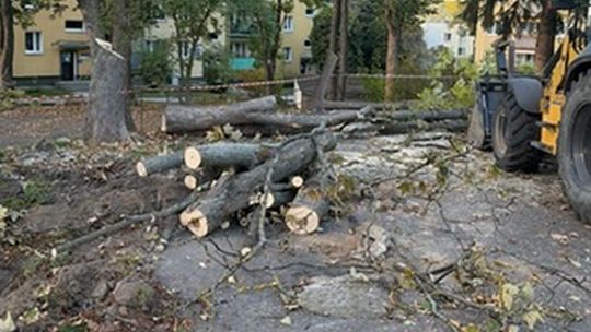 Drzewa przy Skautów nadal rosną. Mieszkańcy mają nowy plan. Chcą ocalić zieleń i uporządkować parkowanie