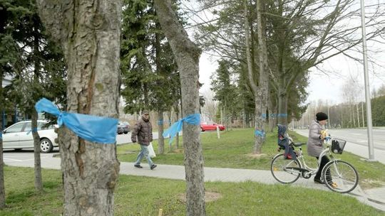 Drzewa przy ul. Koncertowej będą usunięte. Projektant nie znalazł sposobu na ich ocalenie