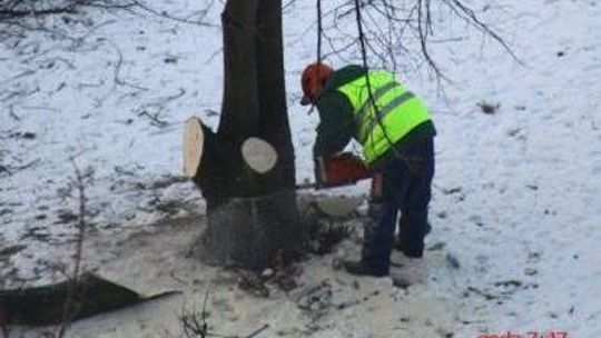 Drzewa przy ul. Walecznych były warte 2 miliony 