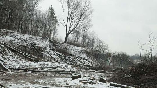 Drzewa ustępują drodze. Wielkie karczowanie na skrzyżowaniu