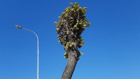 Drzewa w Kraśniku podcięte na „jeża”. Zieloni chcą zobaczyć ekspertyzy