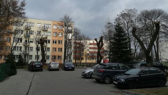 Drzewa w Lubartowie ogołocone z gałęzi. Urząd Miasta kontroluje przycinkę