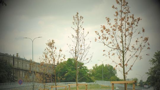 Drzewa w Lublinie marnieją i usychają. Niektóre niedawno posadzono [zdjęcia]