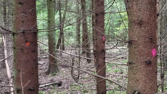 Drzewa w Starym Gaju już oznaczone do wycinki