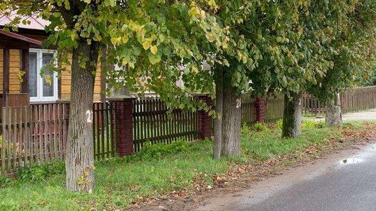 Drzewa zagrażają bezpieczeństwu? "Wycinka będzie wizualną masakrą"