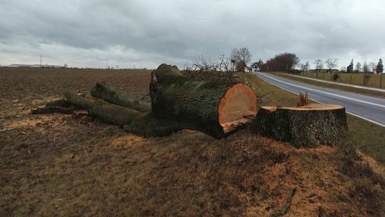 "Drzewa zagrażają też tym, że rosną zbyt blisko drogi". Rzecznik ZDW o wycinkach