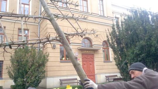 Drzewka na płasko. Wyglądają jak słupy telegraficzne