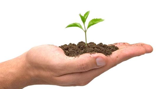 "Drzewko za Butelkę. Rozdano 2000 drzewek