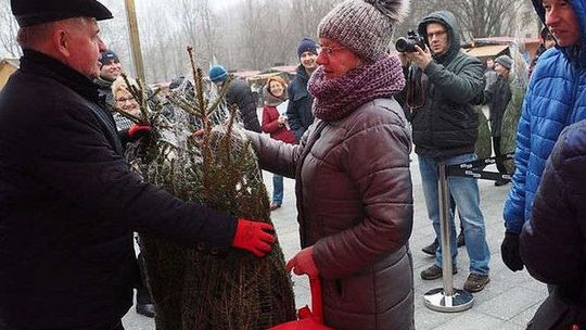 Drzewko za dary. Marszałek rozdawał choinki na placu przy CSK