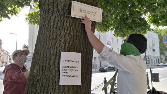Drzewo do wycinki na ul. Lipowej ma na imię Krzysztof. Zniknie stąd razem z 29 innymi