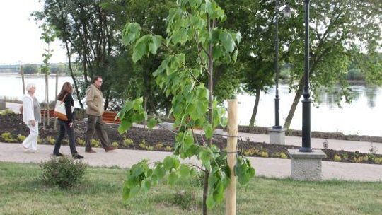 Drzewo Hey w Puławach, Kultu w Lublinie