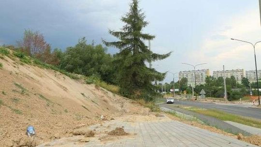 Drzewo ma pecha. Wytną je bo muszą zbudować pochylnię