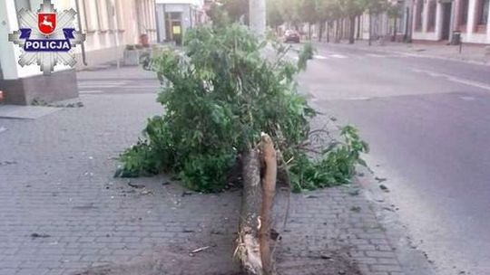 Drzewo nie przetrwało zderzenia z oplem. Kierowca zasnął
