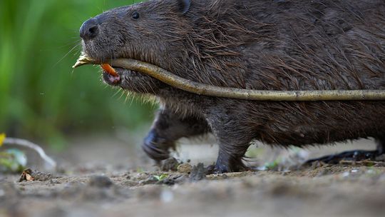 Drzewo obgryzione przez bobry zawaliło się na drogę Lublin - Rzeszów