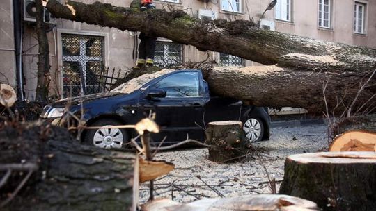 Drzewo przewróciło się na samochód przy ul. Sądowej (wideo, zdjęcia)